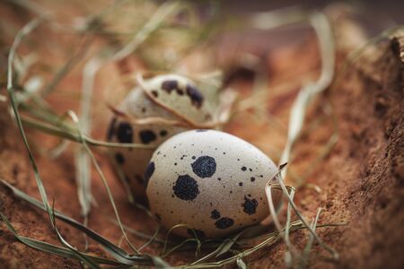 small spotted quail eggs on wooden trunk with background