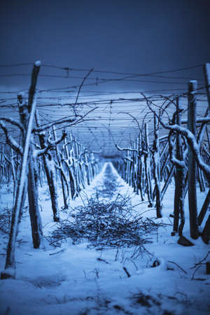 first now white in a rural area in italyの写真素材