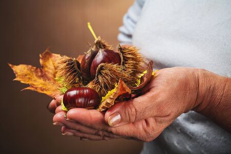 chestnut and leaf in handの写真素材