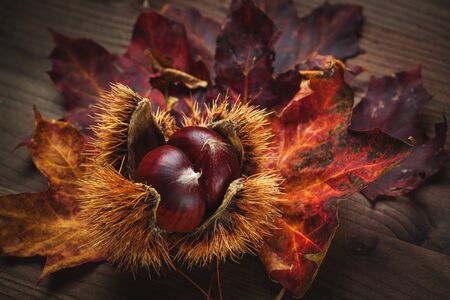 chestnut and leafの写真素材