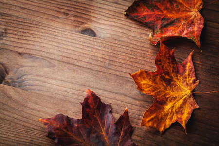 dry autumn leavesの写真素材
