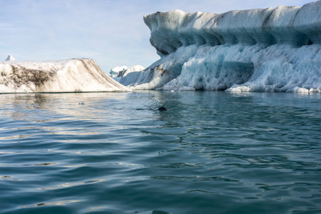 Seal swimming alone among icebergsの写真素材