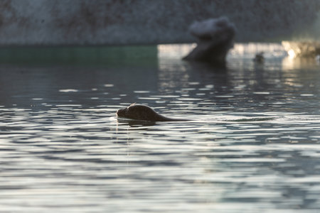 Seal specimen on the Icelandic beachの写真素材