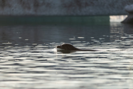 Seal specimen on the Icelandic beachの写真素材