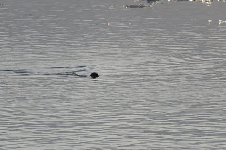 Seal specimen on the Icelandic beachの写真素材