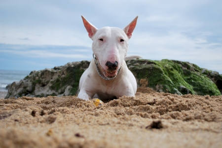  white Bull Terrierの写真素材