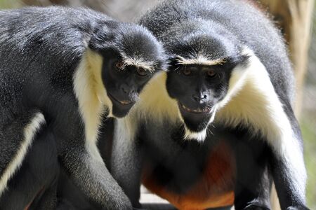 Two Diana monkeys (Cercopithecus diana) that appear to be smiling.の写真素材