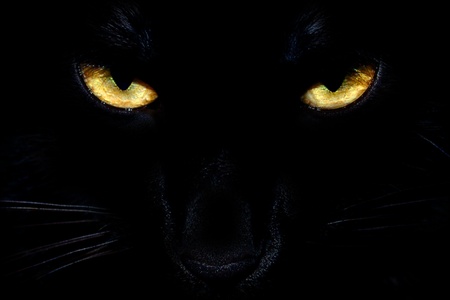 Wild black cat eyes coming out of the dark Wild black cat eyes coming out of the dark