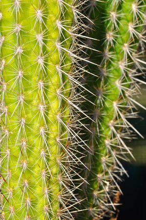 Close up of a cactus with big spykesの写真素材