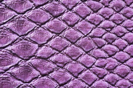 Detail of painted crocodile skinの写真素材