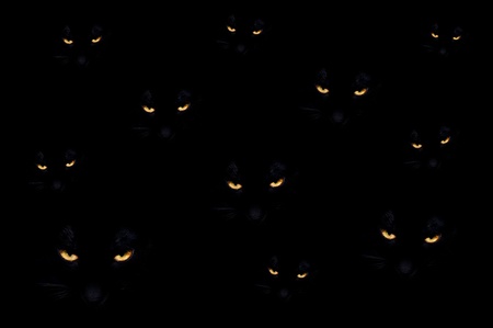 Group of black evil cats in the darkの写真素材