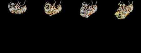 Cicada emergence-01 (cicada)の写真素材