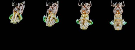Cicada emergence-02 (cicada)の写真素材