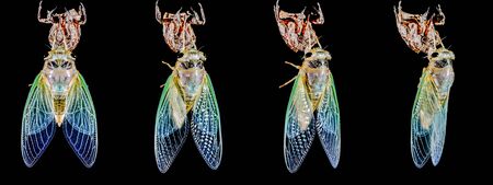 Cicada emergence-04 (cicada)の写真素材