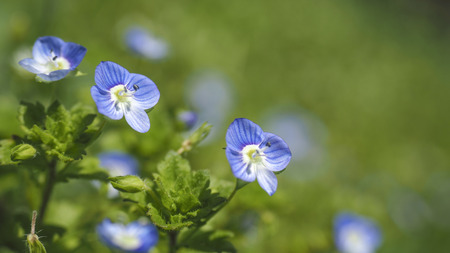Blue flower Veronica persicv