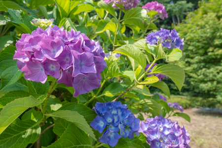 Hydrangeaの写真素材