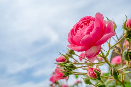 RosÃ©の写真素材