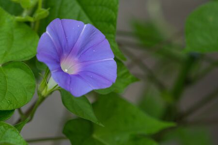 morning gloryの写真素材