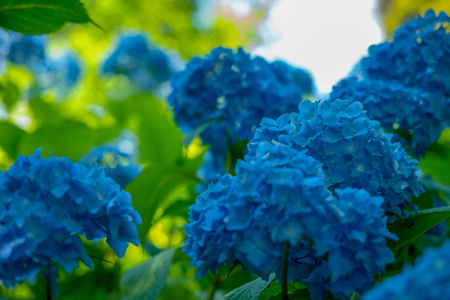 Blue Hydrangeas.の写真素材