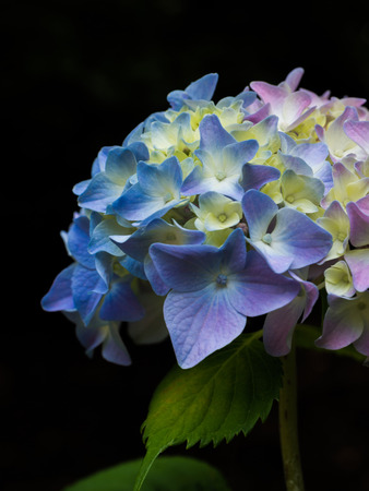Hydrangeas.の写真素材