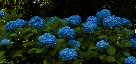Hydrangeas flowers.の写真素材