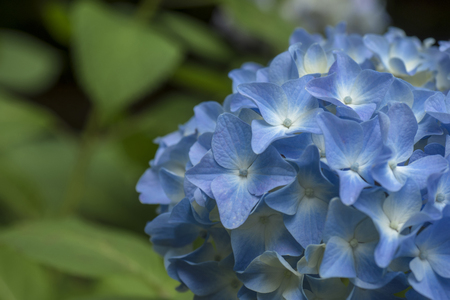 close up shot of hydrangeaの写真素材