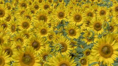 Midsummer of sunflowerの写真素材