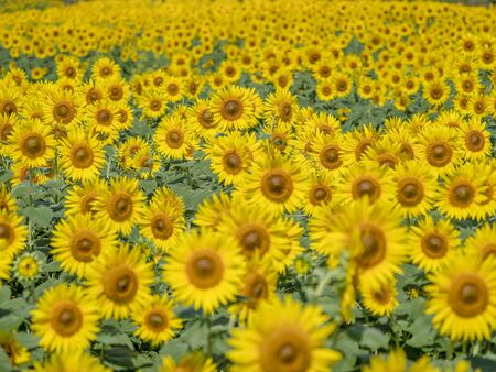 Midsummer of sunflowerの写真素材