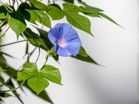 Morning gloryの写真素材