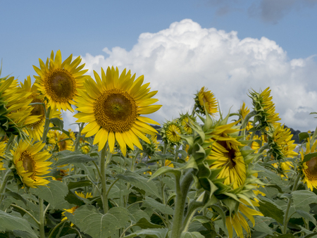 Sunflower fieldの写真素材