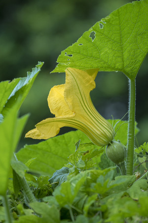 Pumpkin's Female Flowerの写真素材