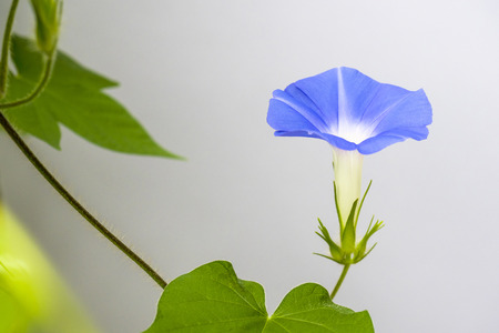 morning gloryの写真素材