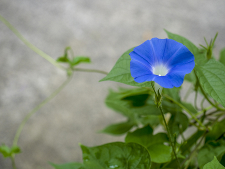 Morning glory   Ipomoea nilの写真素材
