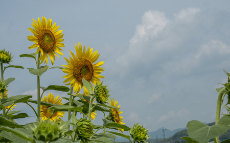 A field full of sunflowersの写真素材