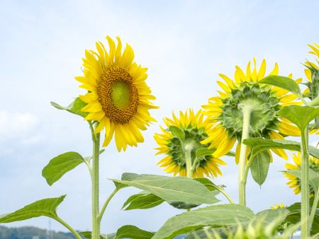 Sunflower field.の写真素材