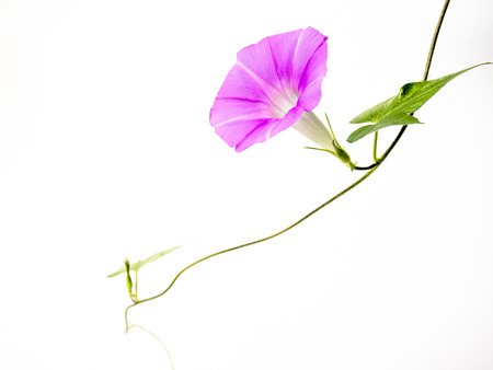 Morning glory   Ipomoea nilの写真素材