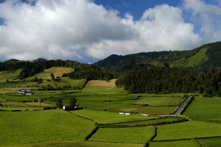green fields