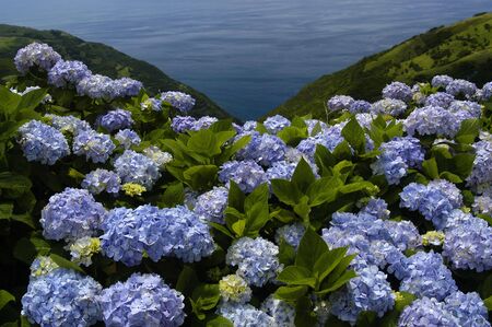 azores flowersの写真素材