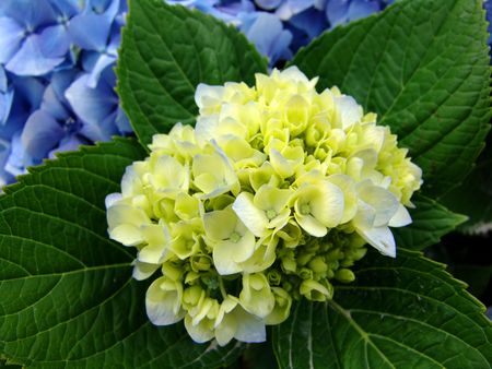 azores natural flowerの写真素材
