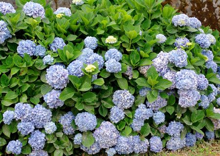 azores flowersの写真素材