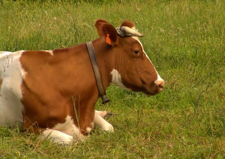 cow in the fieldの写真素材