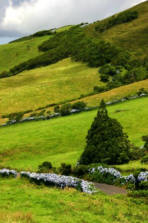vegetation of azores islandsの写真素材