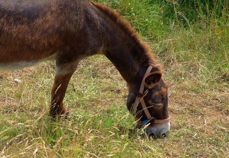 donkey in the fieldの写真素材