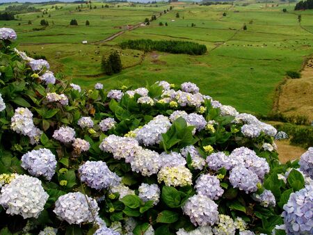 azores flowersの写真素材
