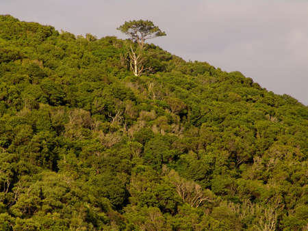 azores rain forestの写真素材