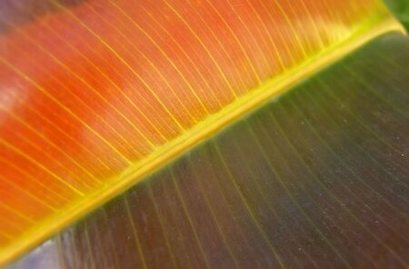 a macro of a leafの写真素材