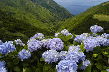 azores natural flowersの写真素材