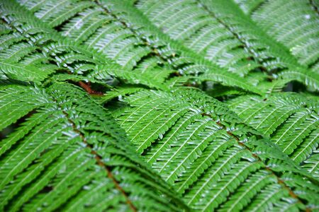 nature detailsの写真素材