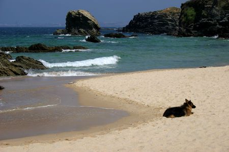 dog in the beachの写真素材