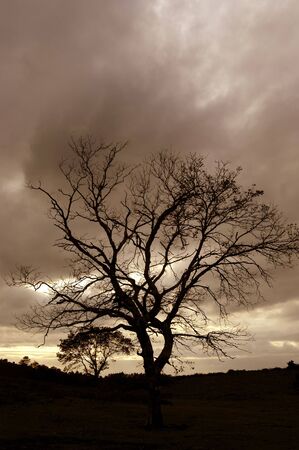 tree at the sunsetの写真素材